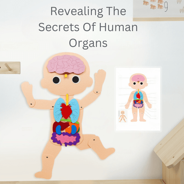 Human Organs Educational Kit
