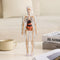 Clear Human Body Structure Model